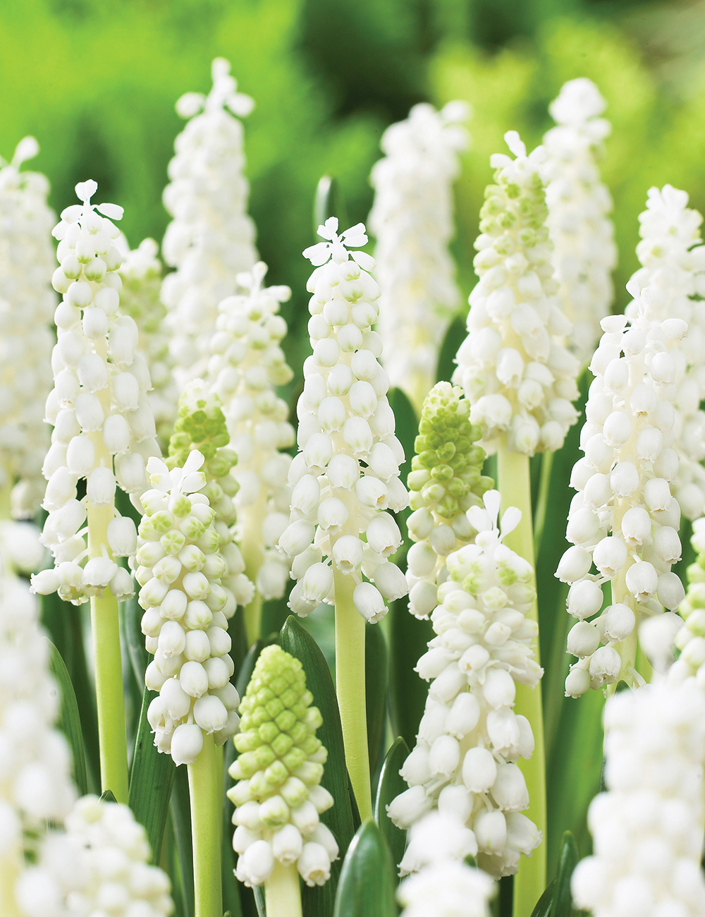 Grape Hyacinth Argei Album