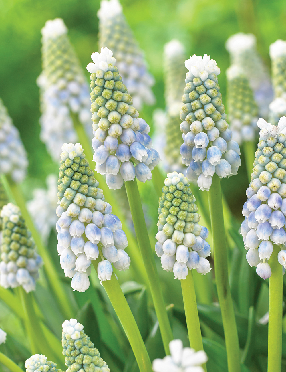 Grape Hyacinth 'Baby's Breath'