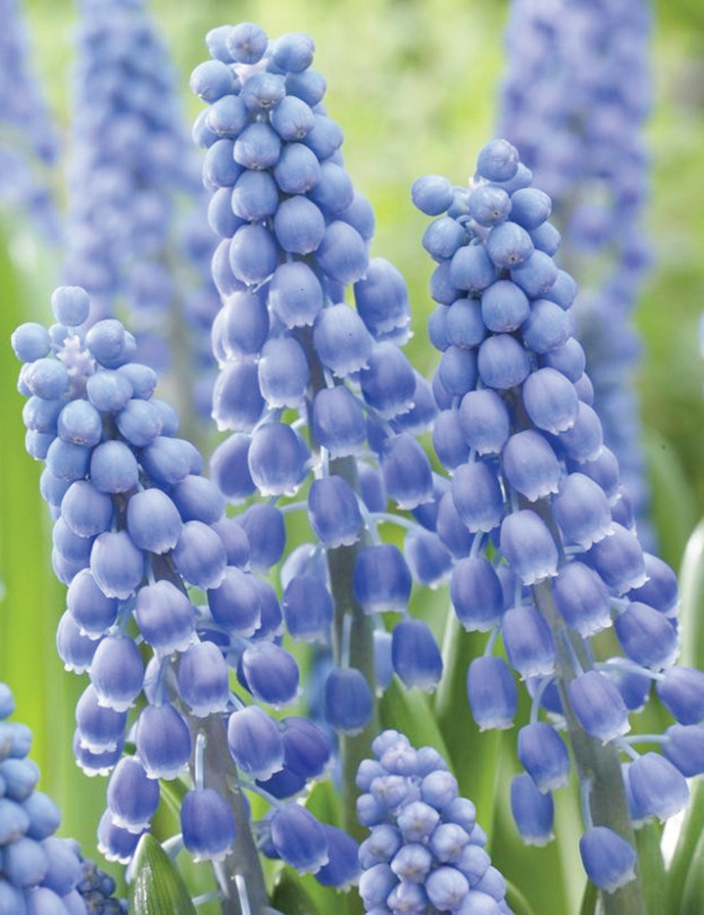 Grape Hyacinth 'Big Smile'