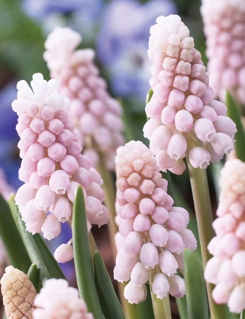 Grape Hyacinths Pink Surprise