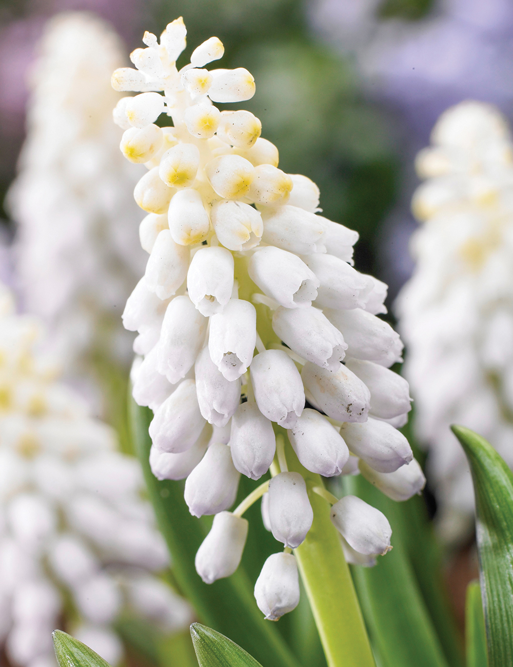 Grape Hyacinths Venus