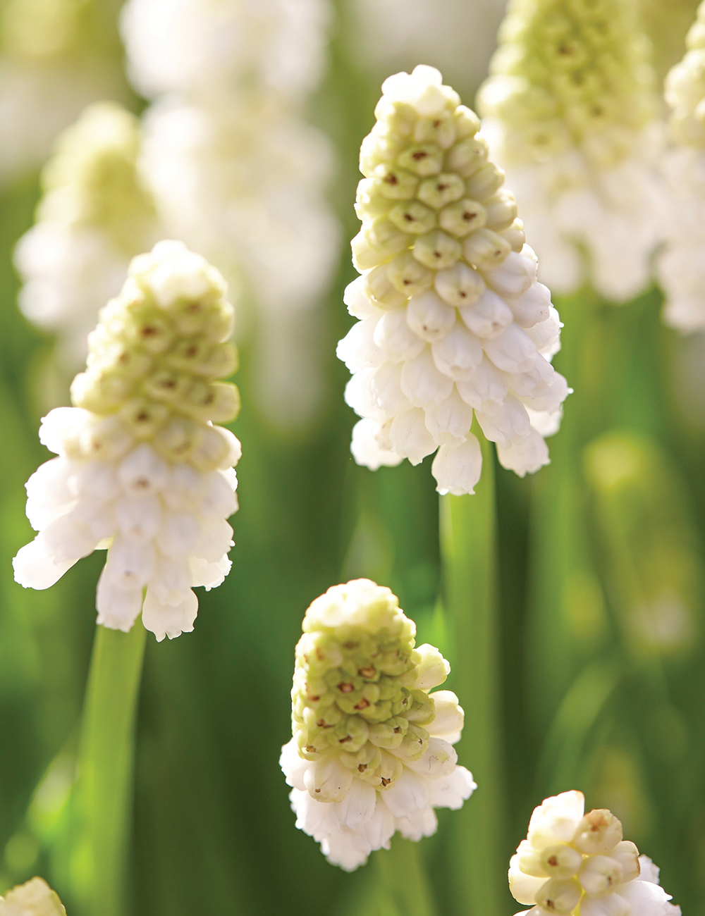 Grape Hyacinth White Magic