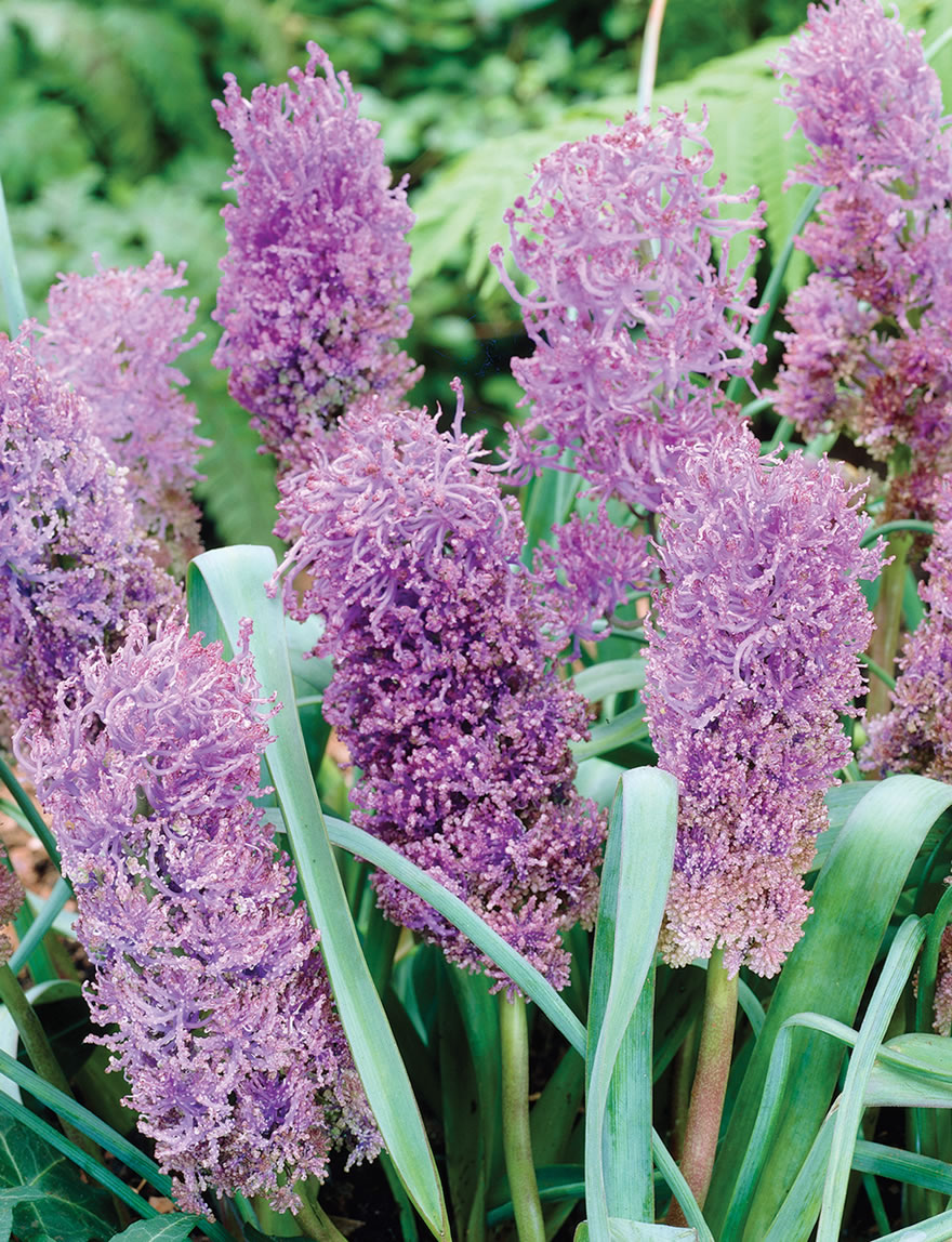 Grape Hyacinth Plumosum