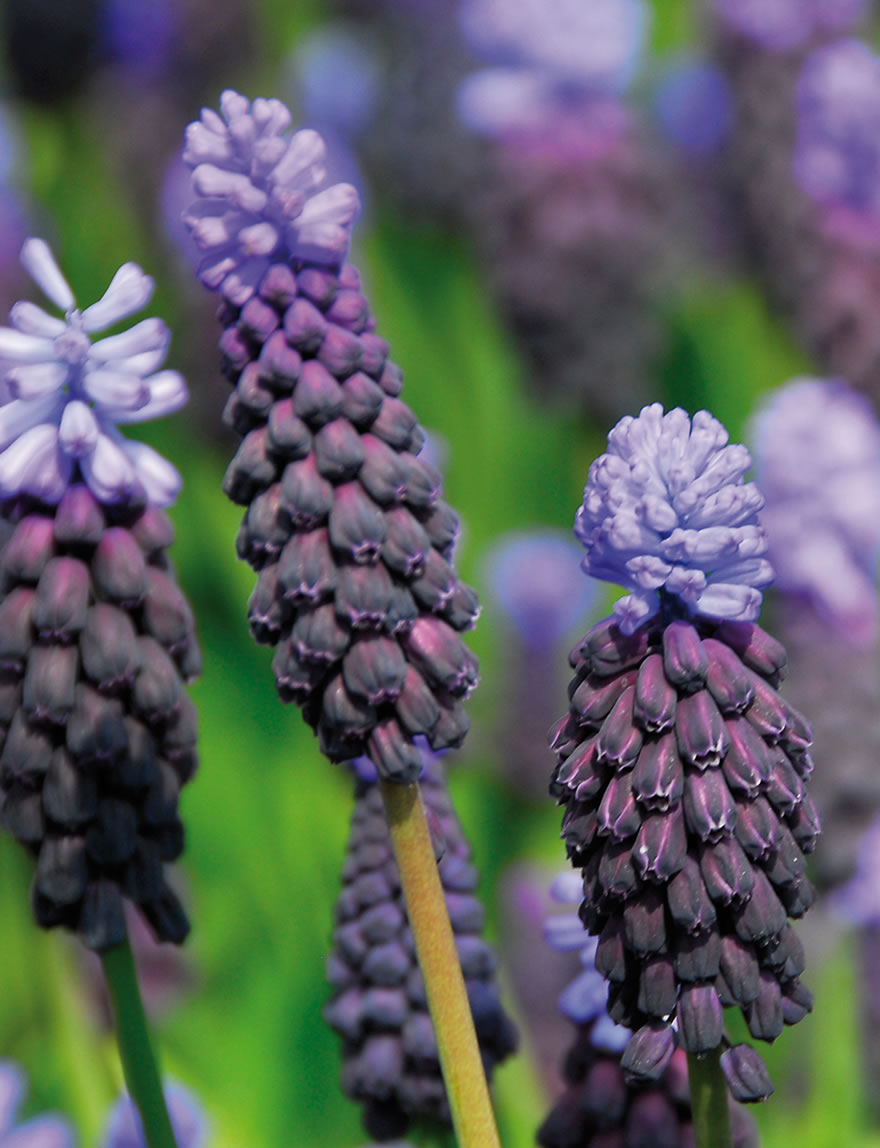 Neat Grape Hyacinth