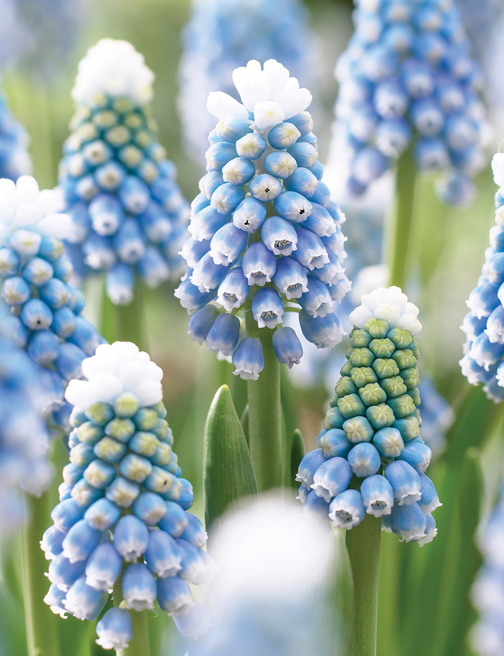 Grape Hyacinth Mount Hood