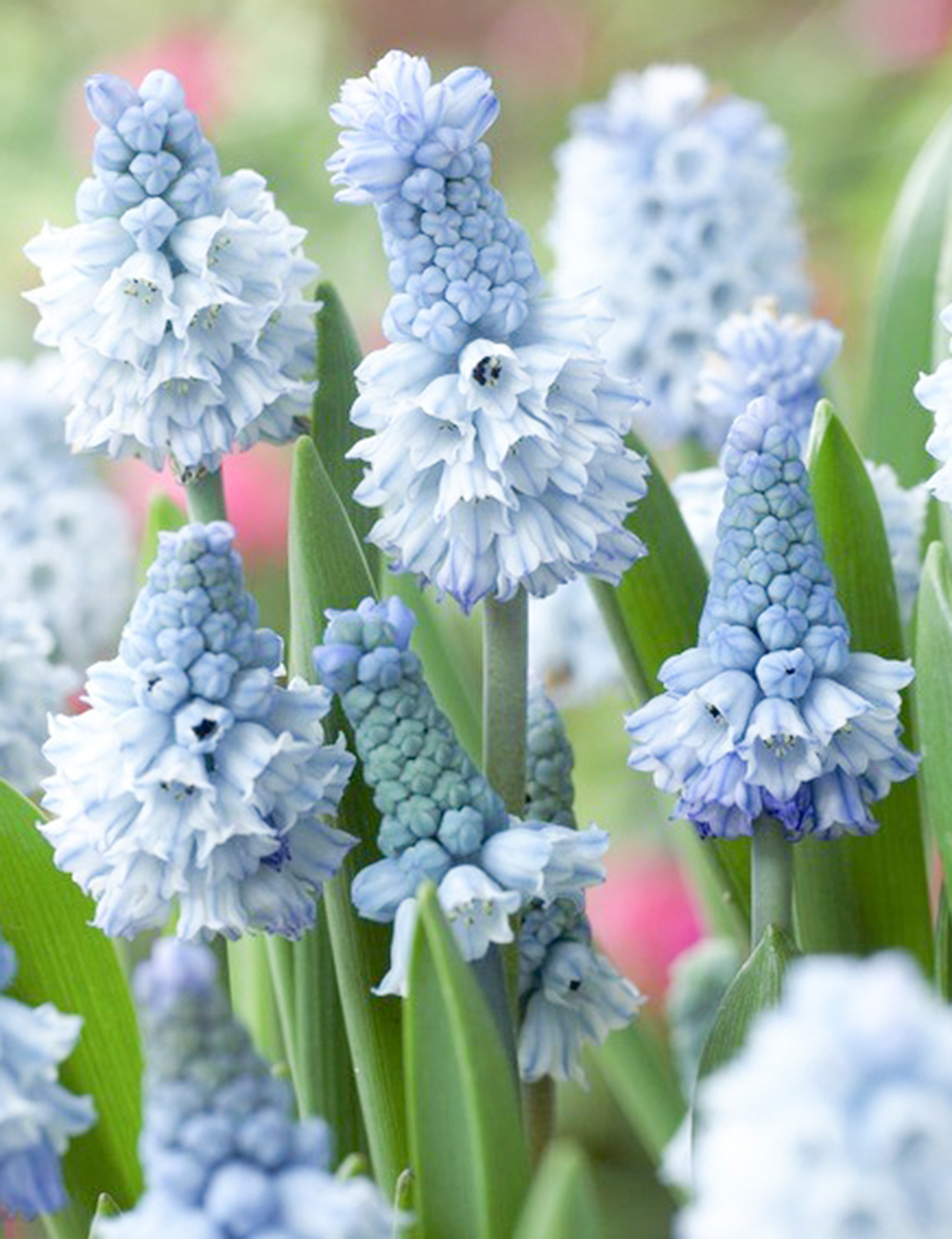 Grape Hyacinth Azure Blue