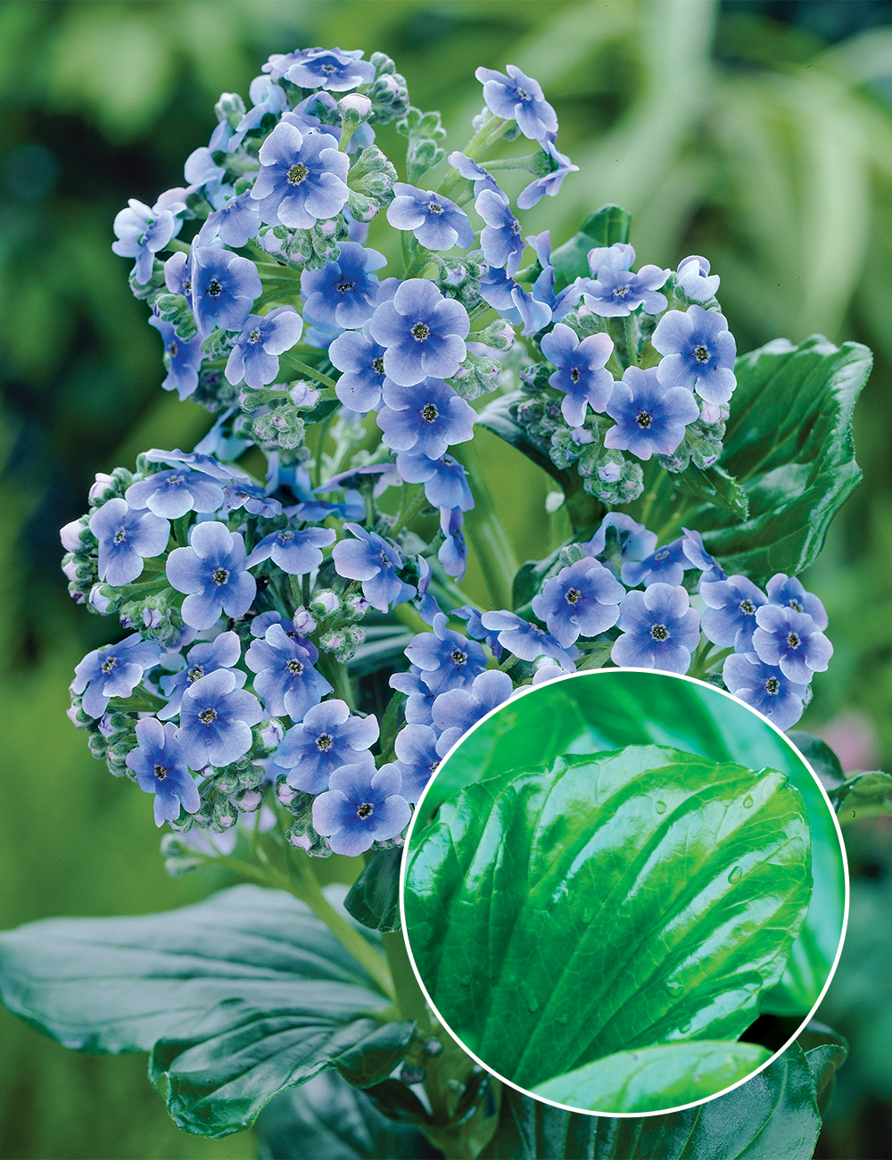 Chatham Island Forget-me-not