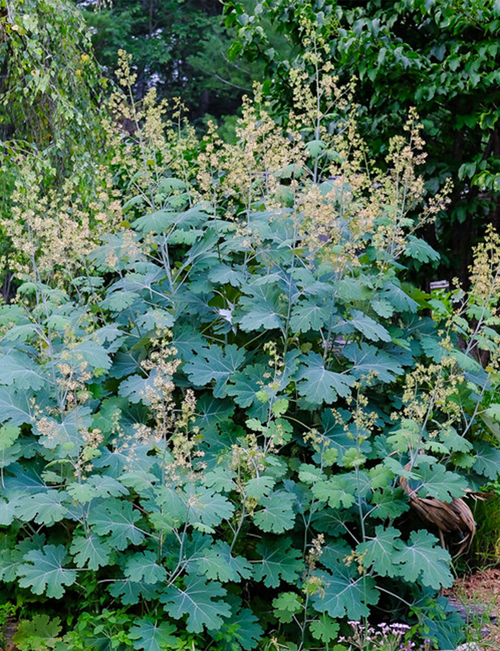 Plume Poppy