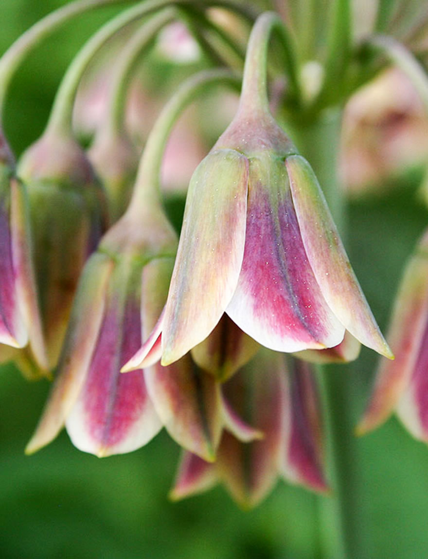 Mediterranean Bells Bulgaricum