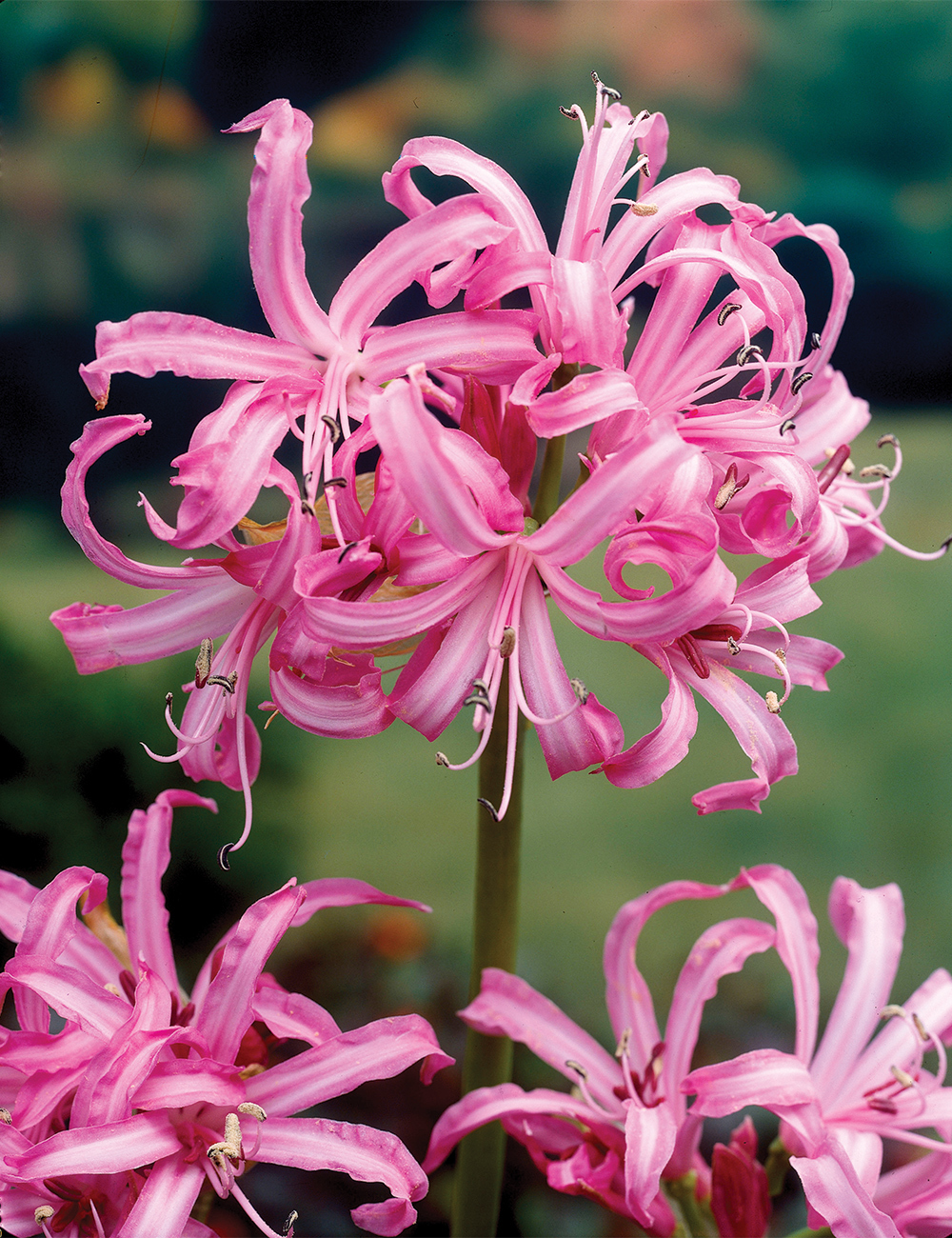 Nerine Bowdenii