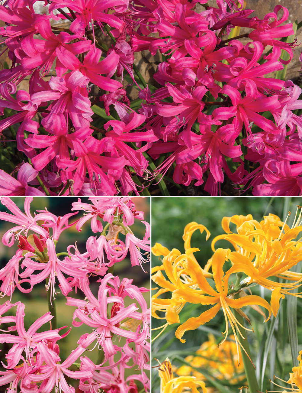 Nerines (reduced) Collection
