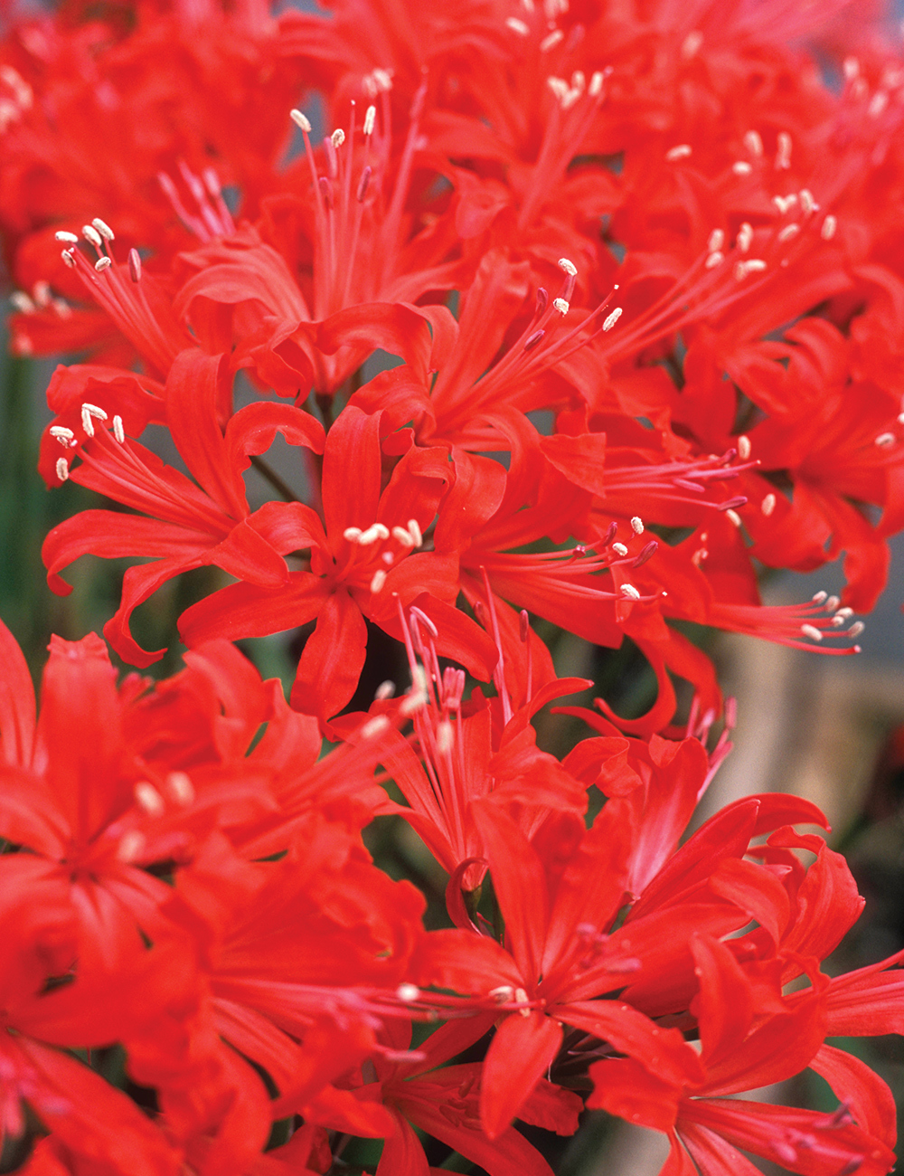 Nerine 'Fothergilli Major'