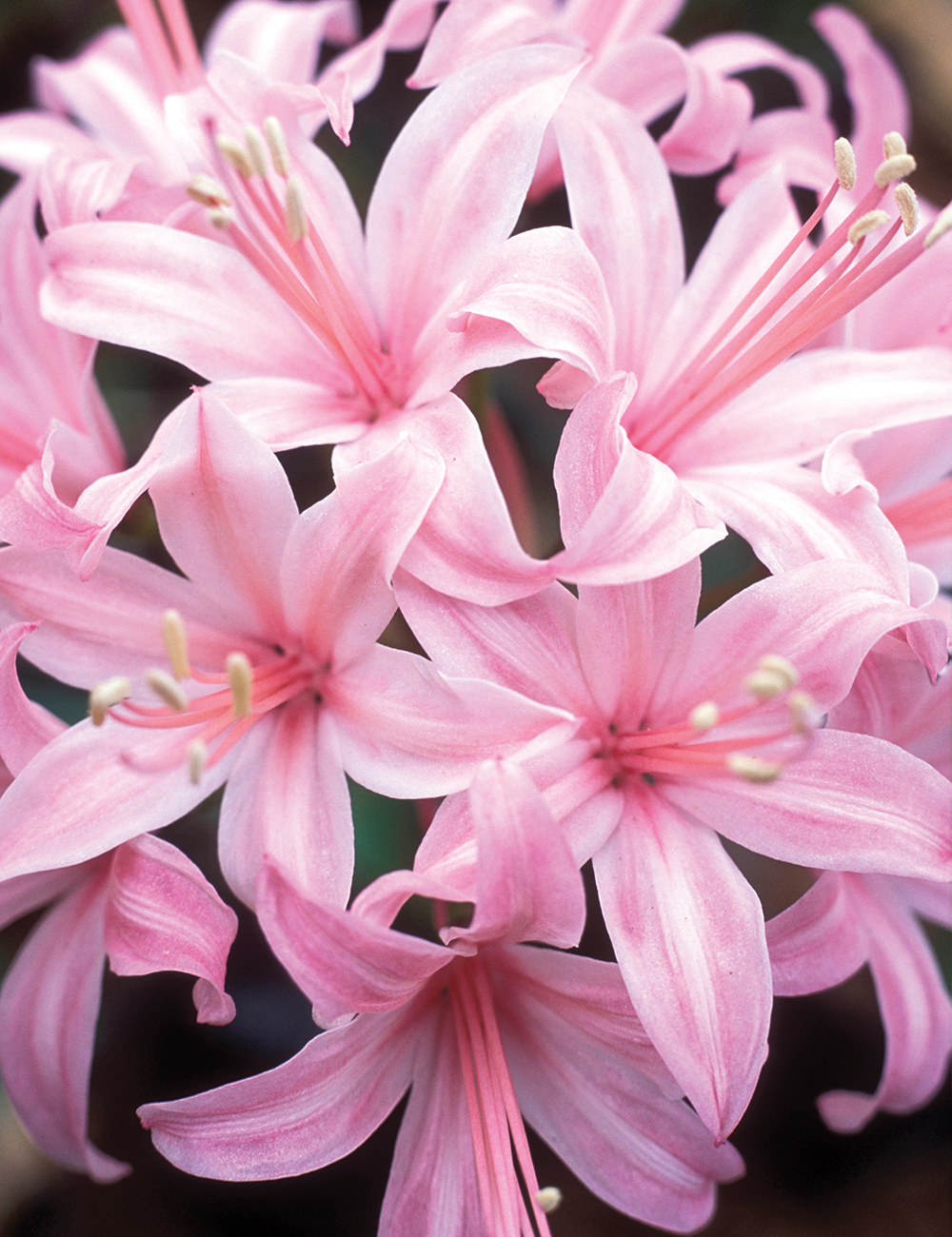 Nerine 'Pink Jewel'