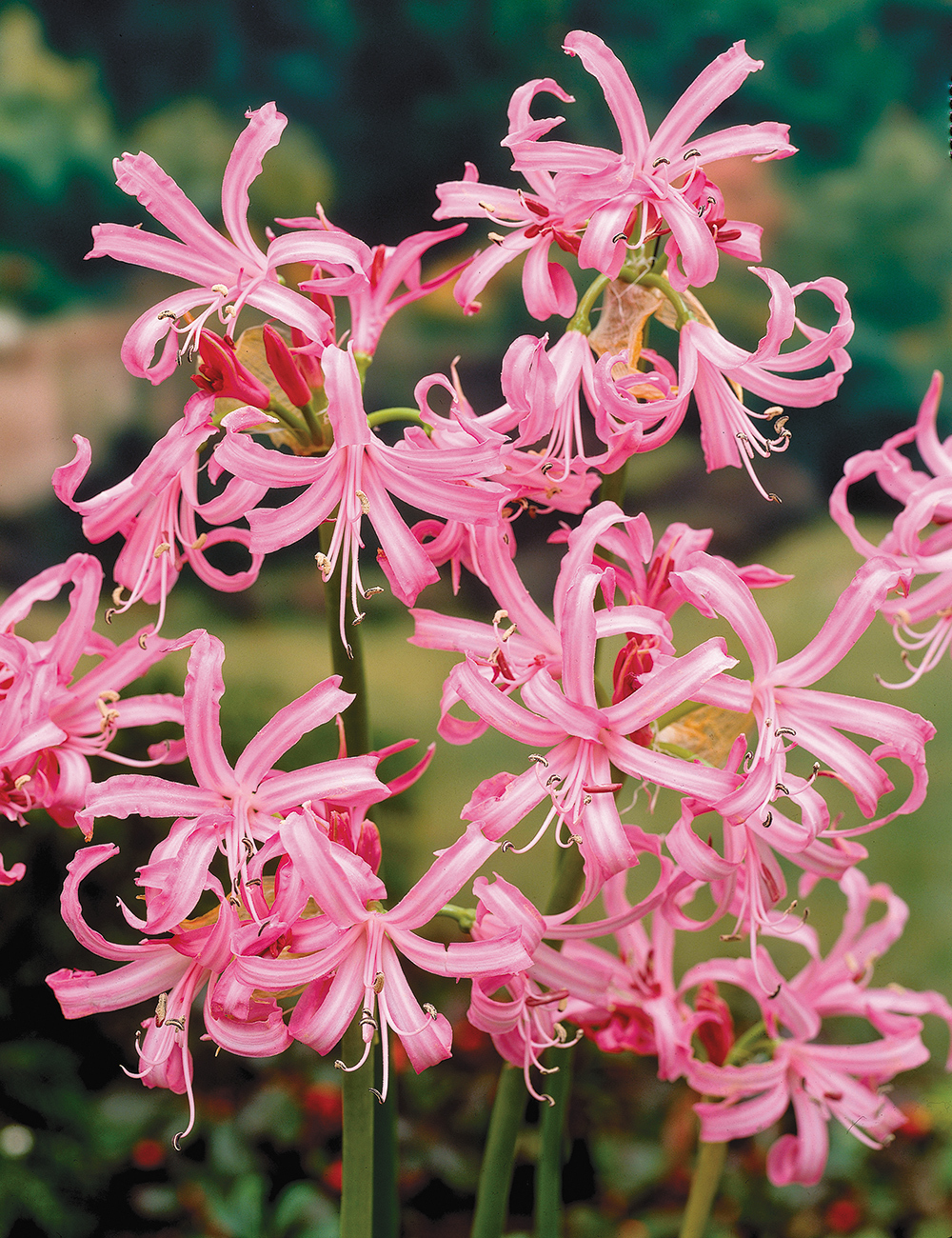 Nerine 'Rosea'