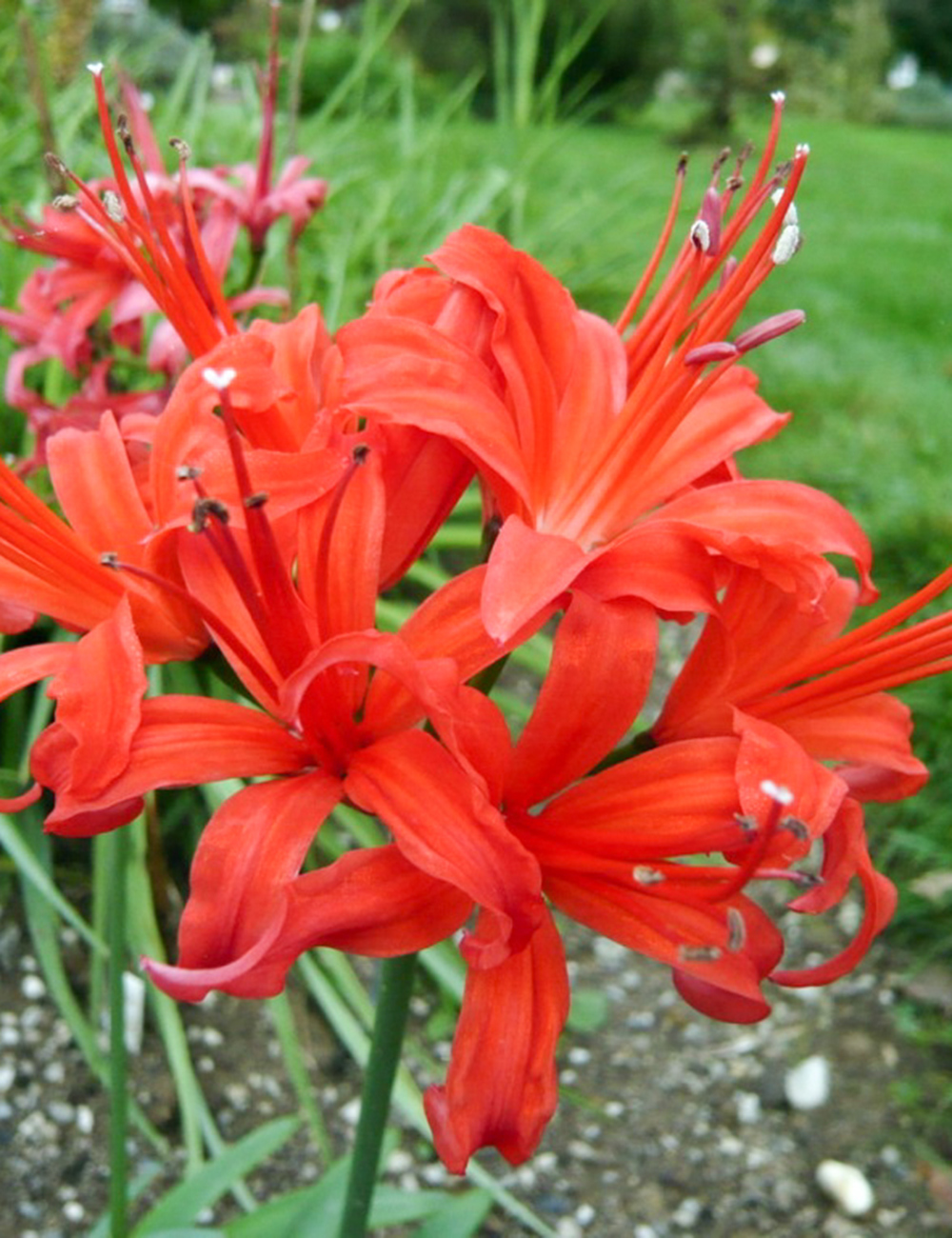 Nerines Sarniensis