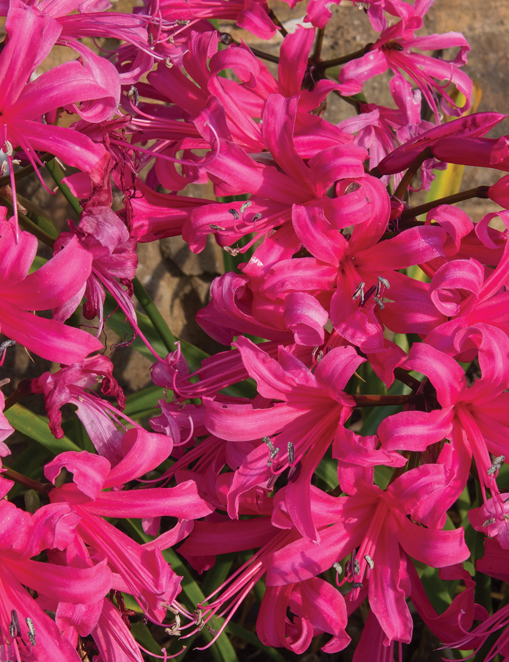 Nerines Winter Cheer