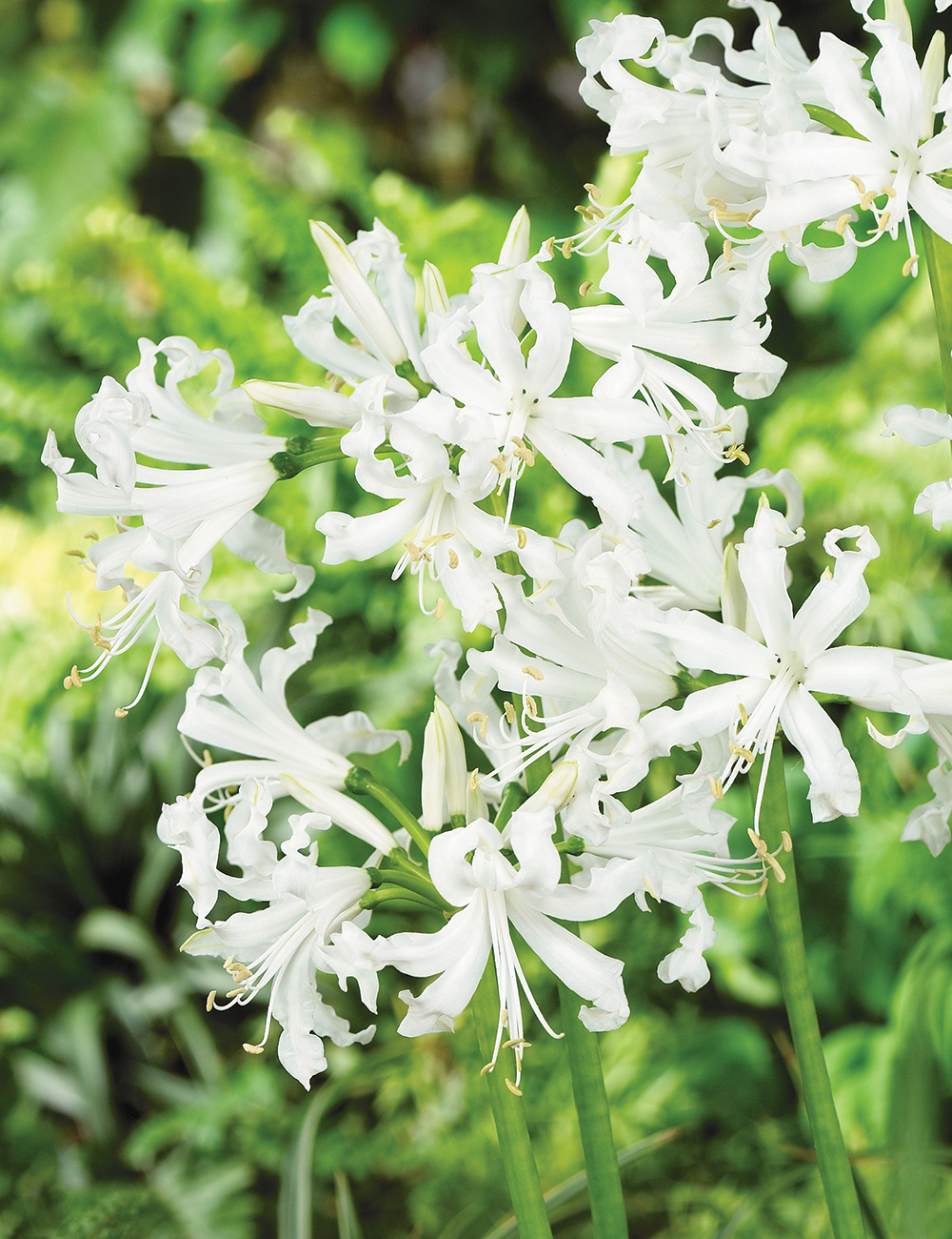 Nerines Alba