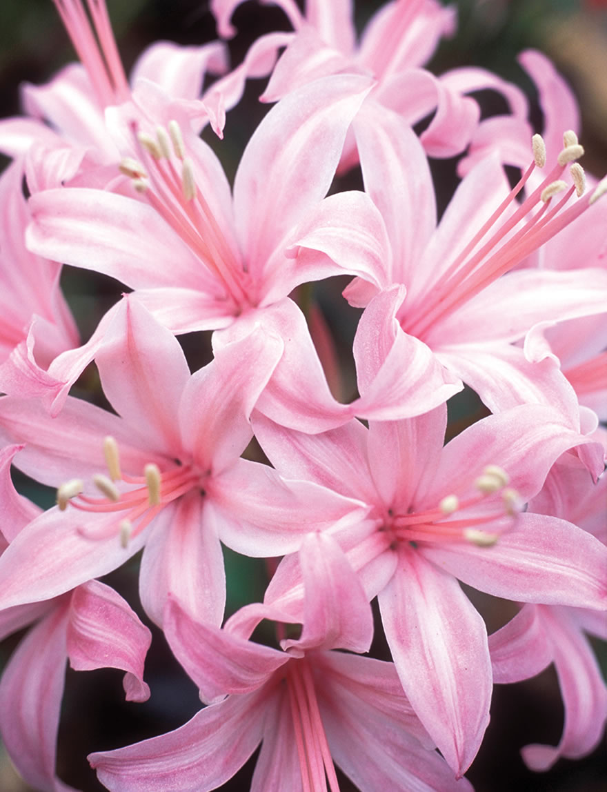 Nerine Pink Jewel