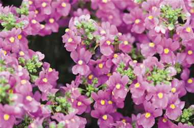 Nemesia Aromatica Rose Pink