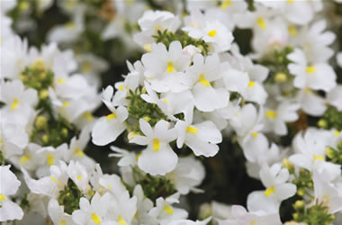 Nemesia Aromatica White