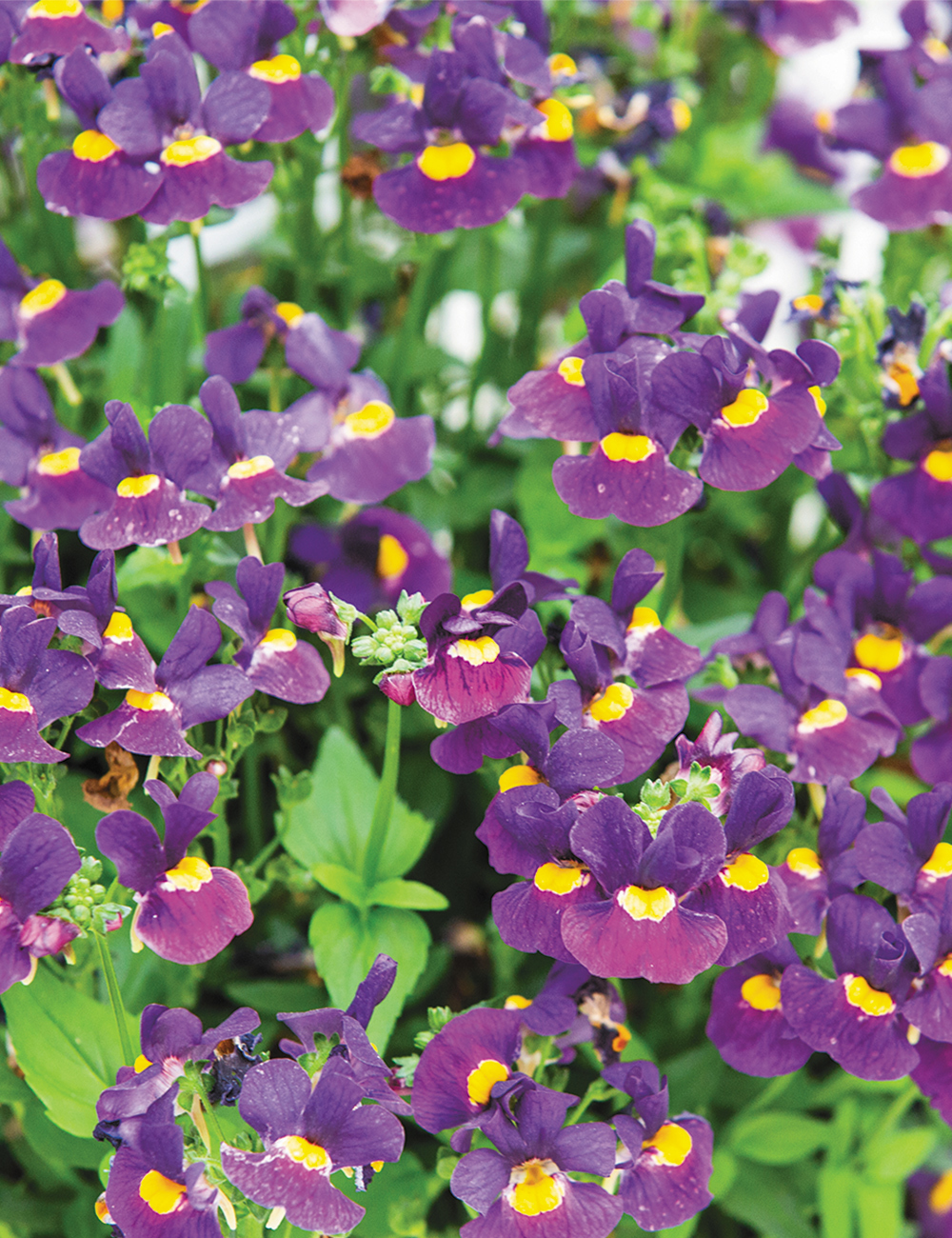 Nemesia Sweet Treats 'Bumbleberry'