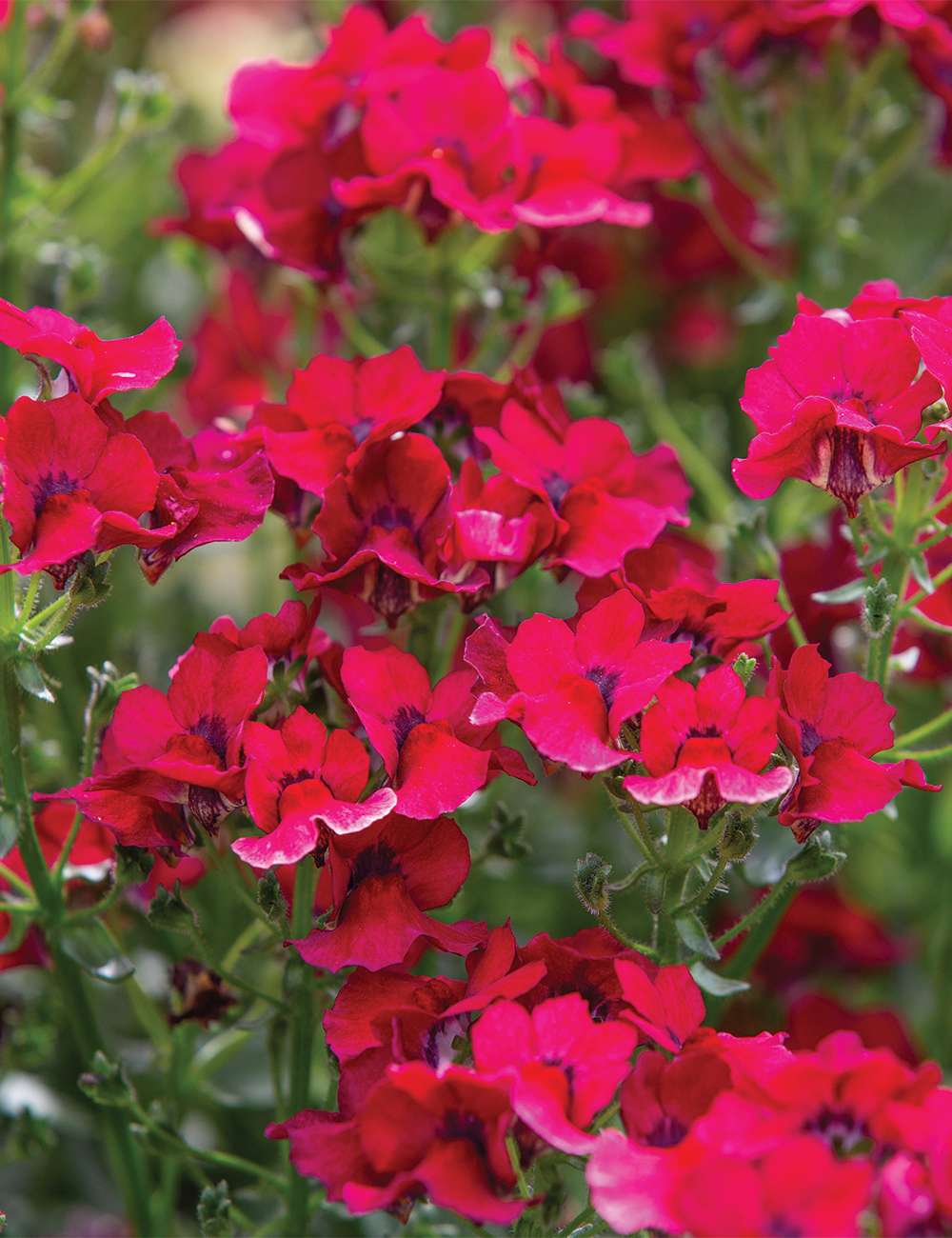 Nemesia 'Nesia Burgundy'