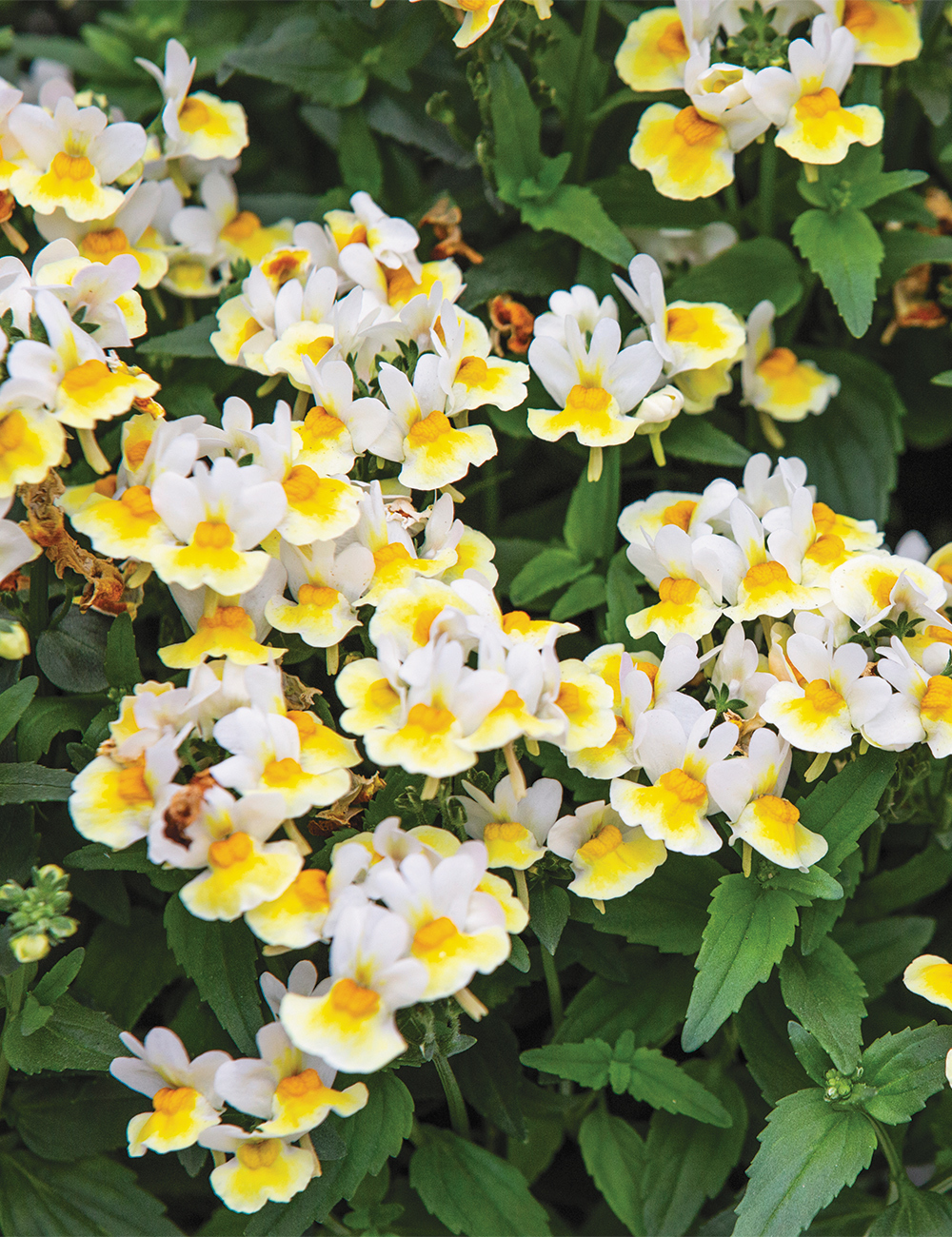 Nemesia Penhow 'Banana Split'