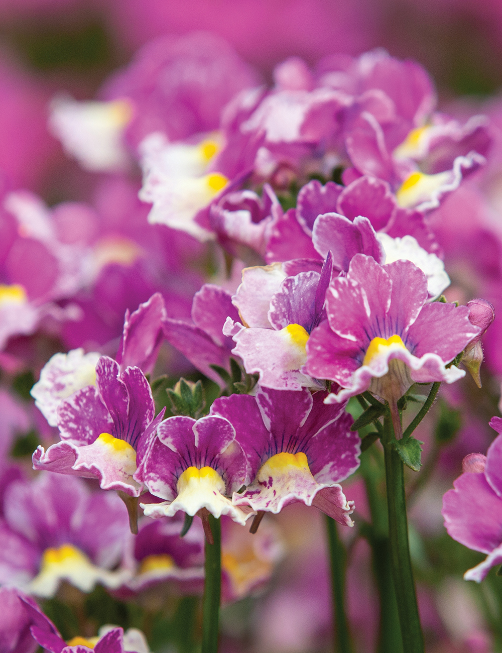 Nemesia 'Nesia Banana Swirl'