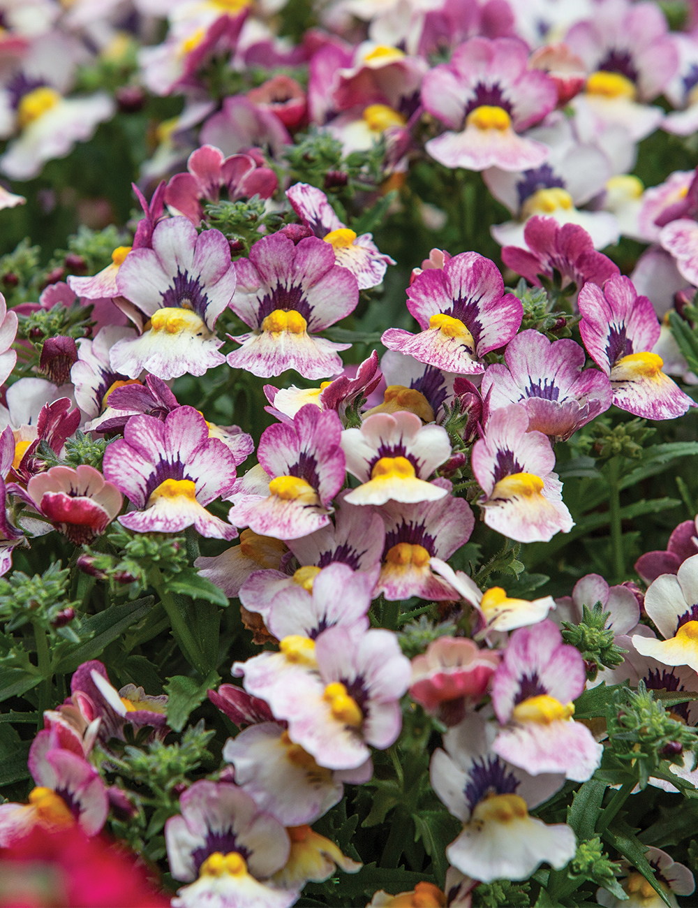 Nemesia 'Nesia Bananaberry'