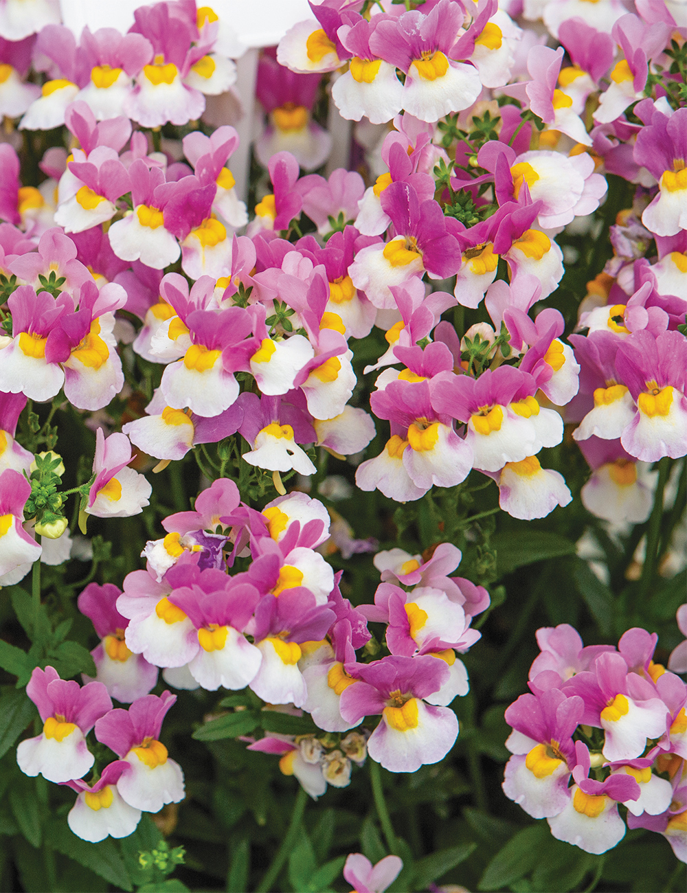 Nemesia Sweet Treats 'Coconut Ice'