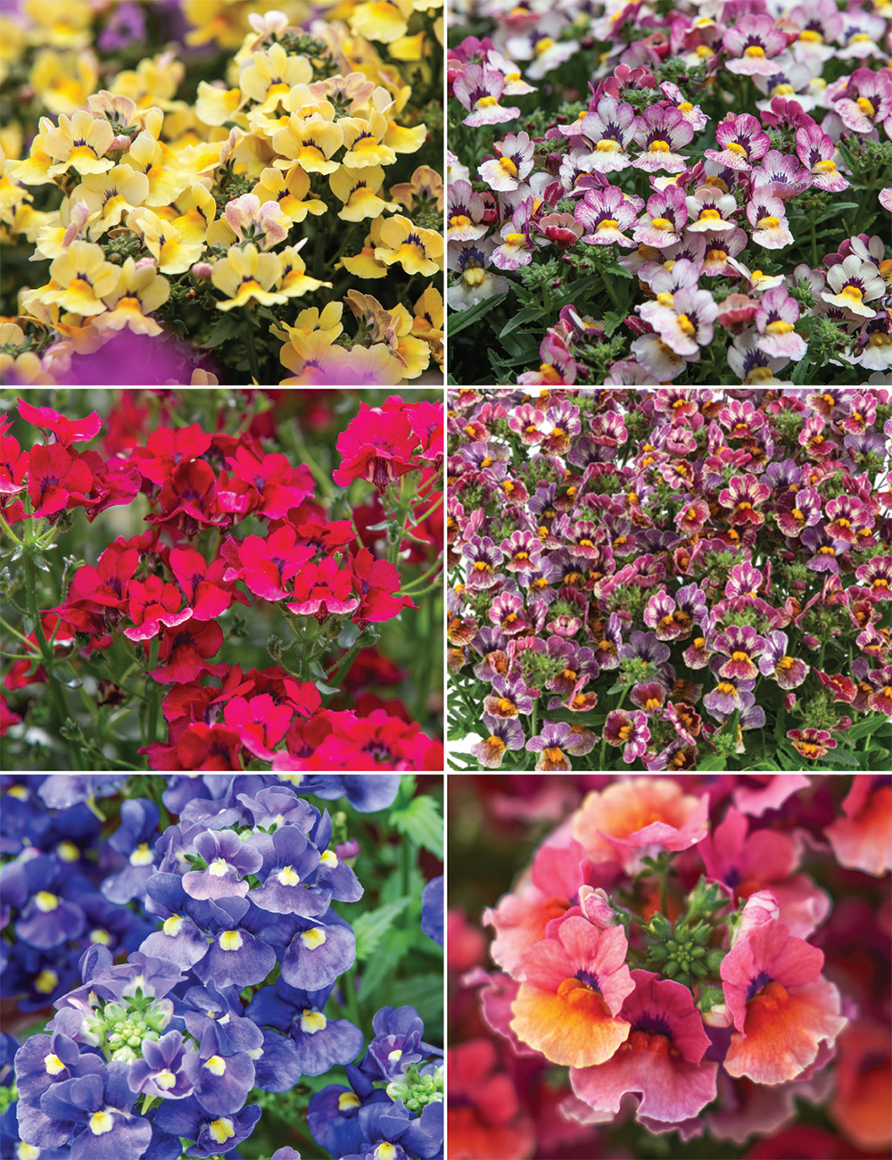 Nemesia 'Nesia' Collection