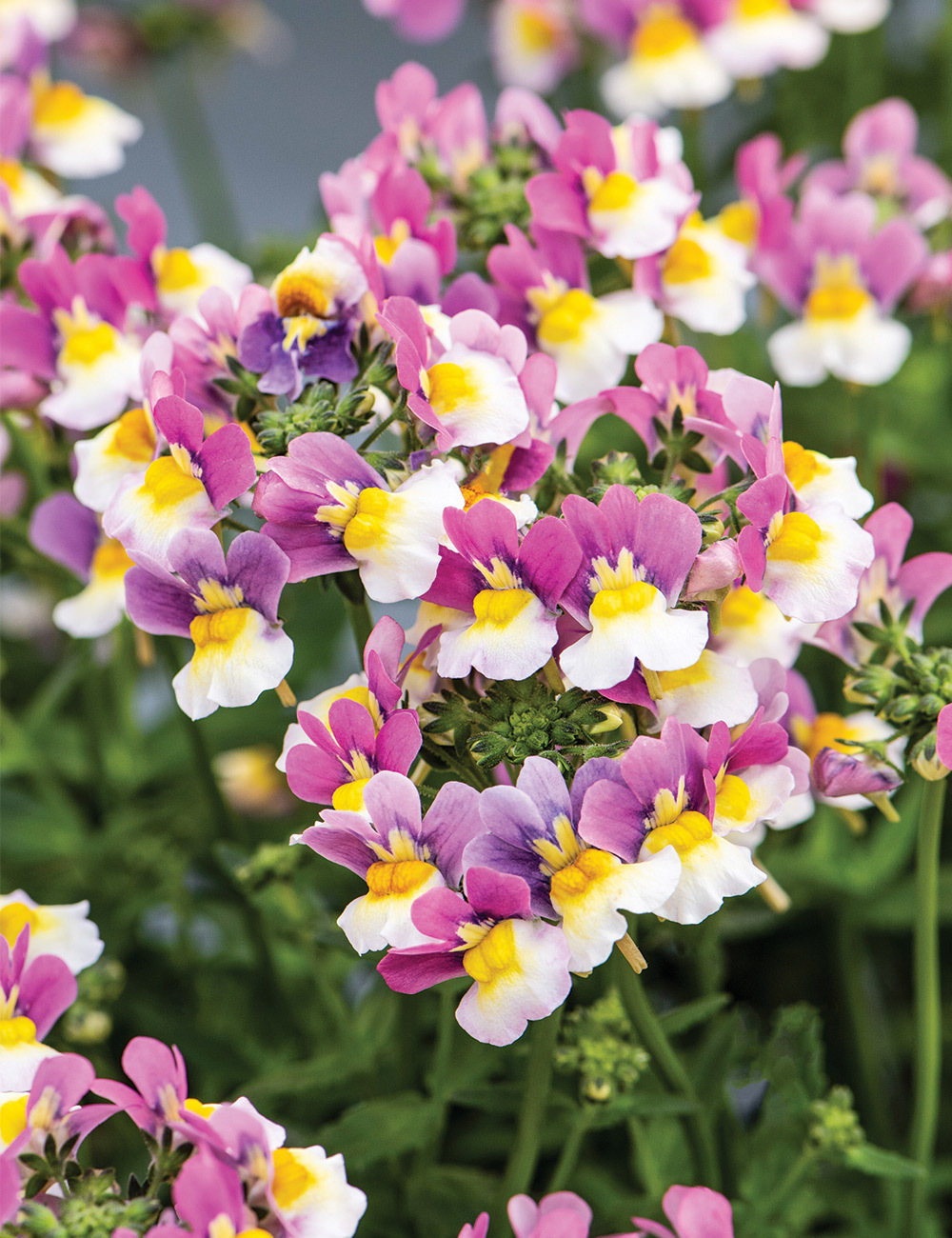 Nemesia 'Yellow Light Pink'