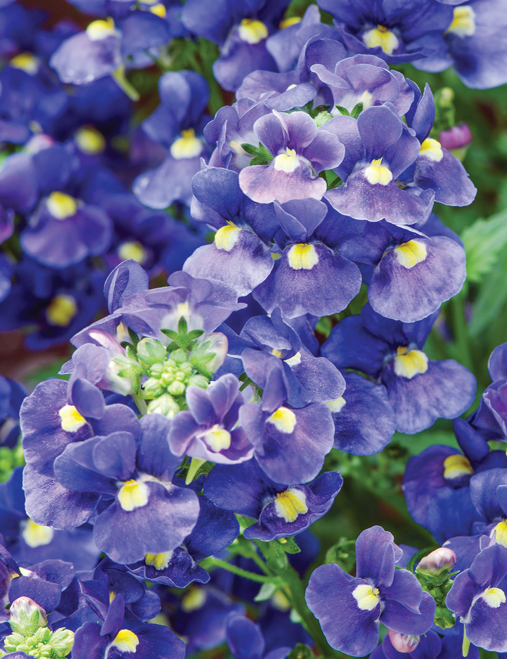 Nemesia 'Nesia Dark Blue'