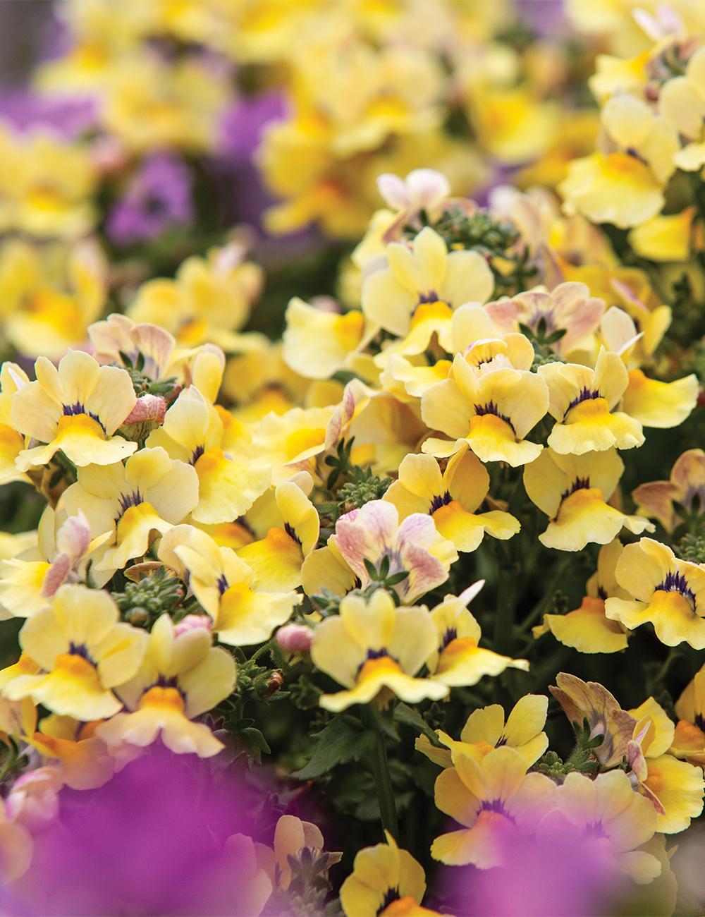 Nemesia 'Nesia Inca'