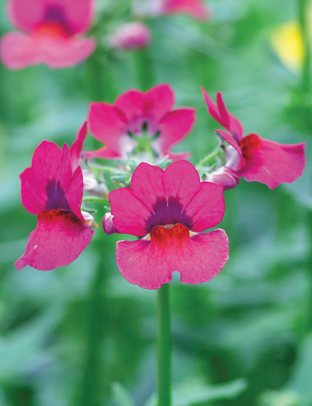 Nesia Series Nemesia 'Dark Magenta'