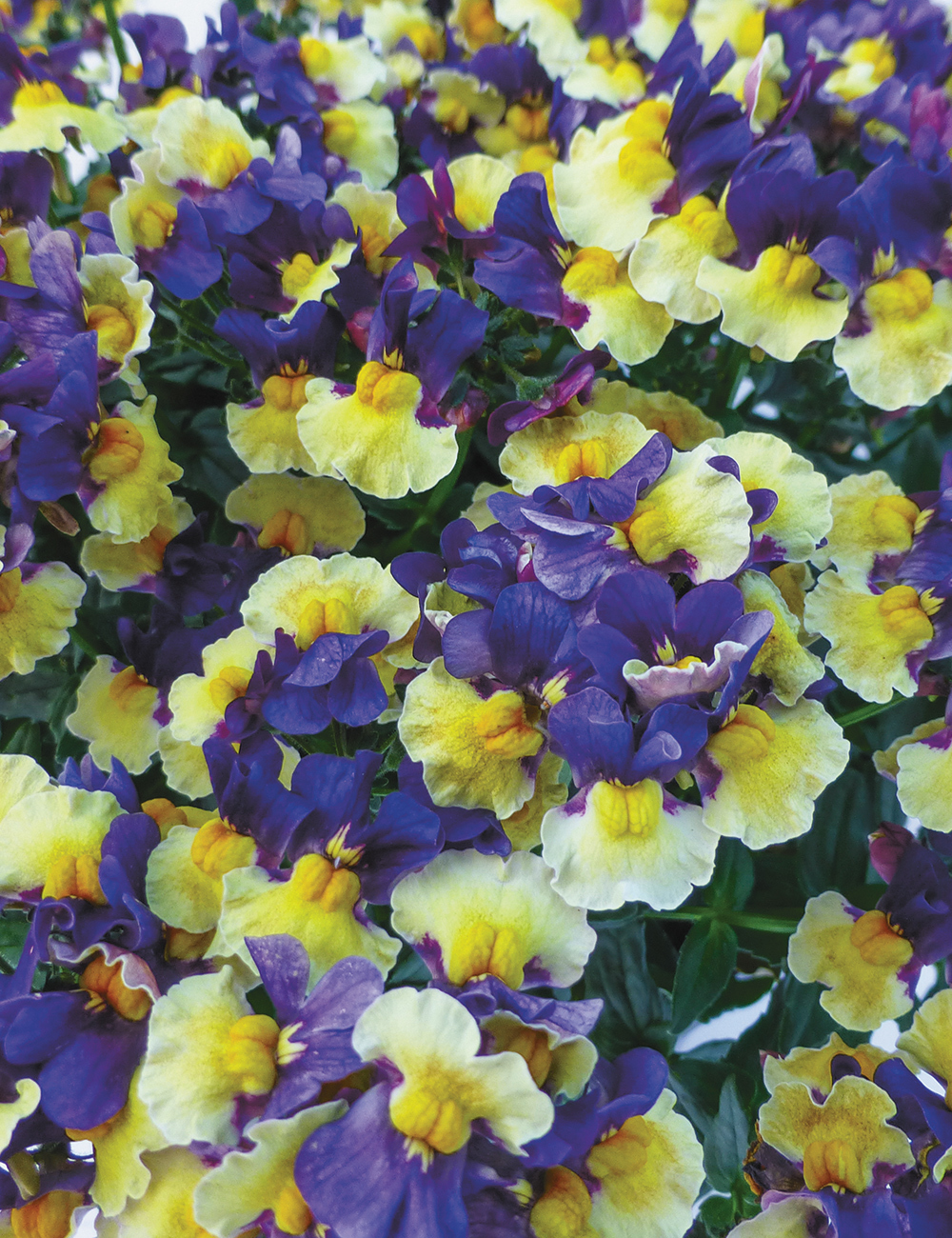 Nemesia Penhow 'Plums and Custard'