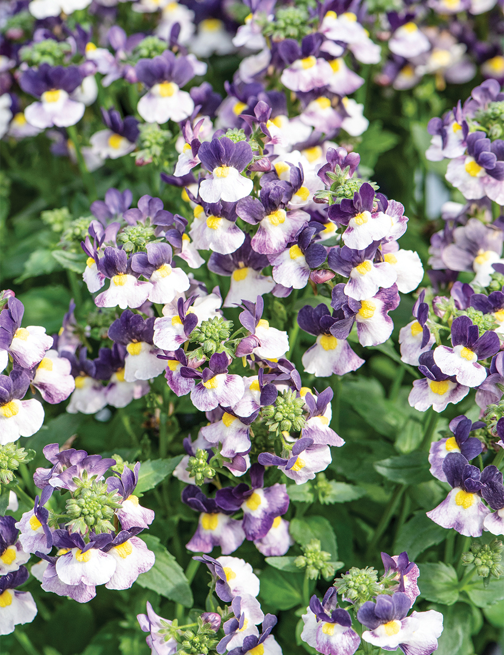 Nemesia 'Purple White'