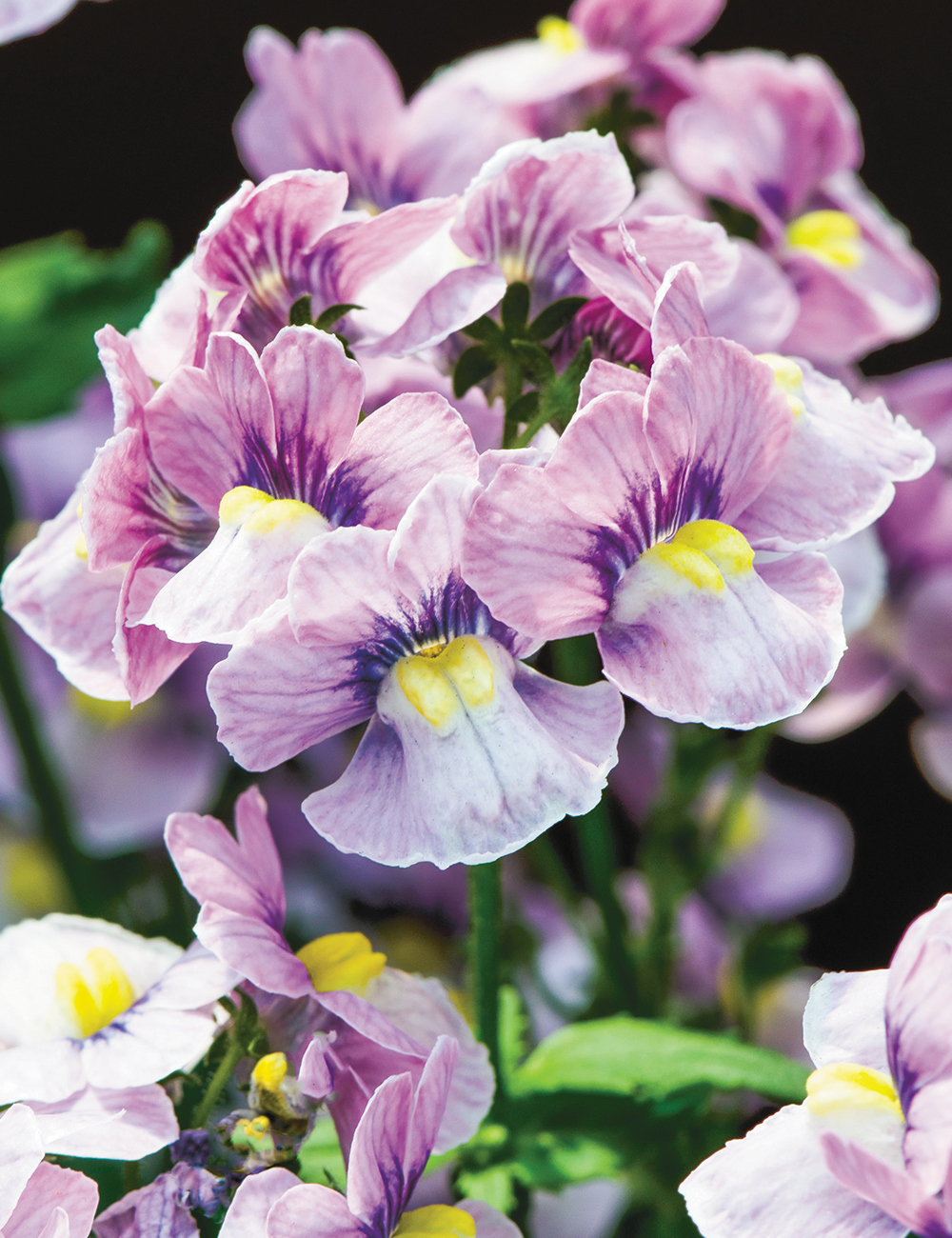 Nesia Series Nemesia 'Pink Spirit'