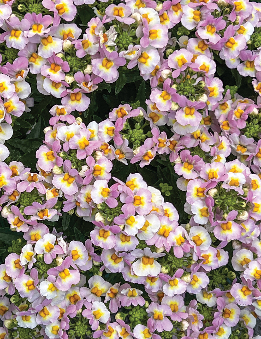 Nemesia 'Pink White'