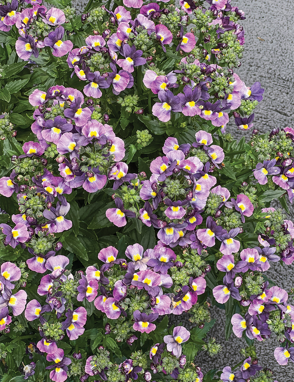 Nemesia 'Purple Yellow'