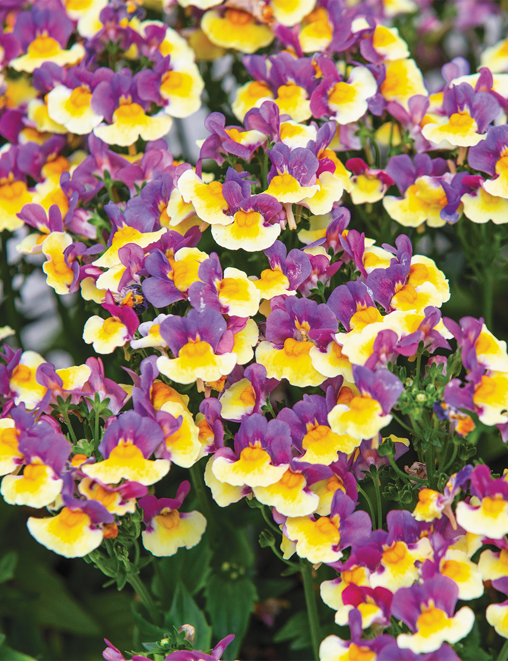 Nemesia Penhow 'Rhubarb and Custard'