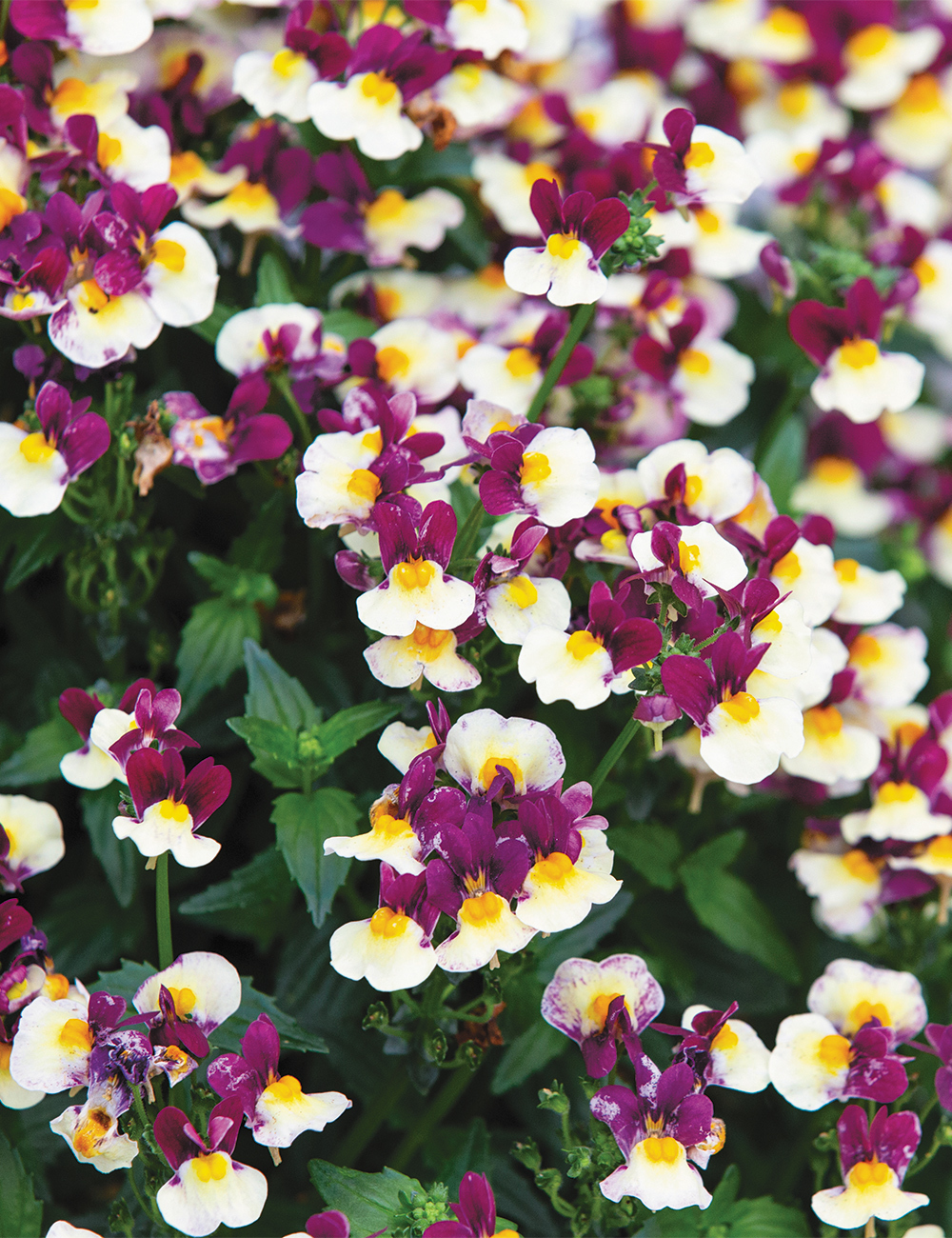 Nemesia Sweet Treats 'Raspberry Lemonade'