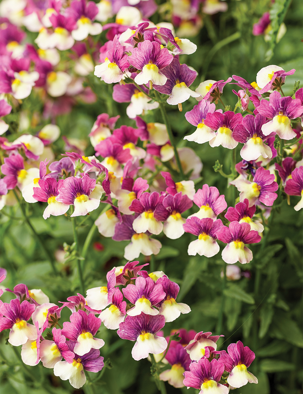 Nemesia 'Raspberry Yellow'