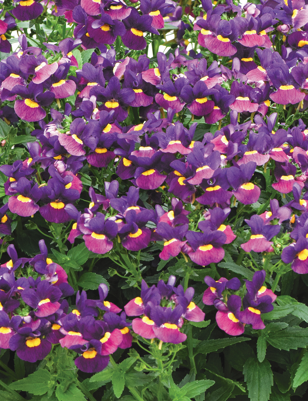 Nemesia Sweet Treats 'Sugarberry'