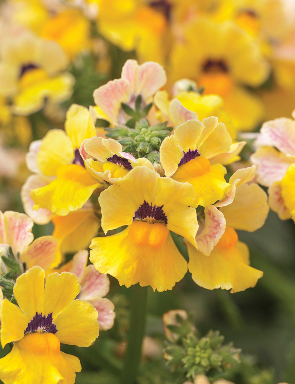 Nemesia 'Nesia Sunshine'