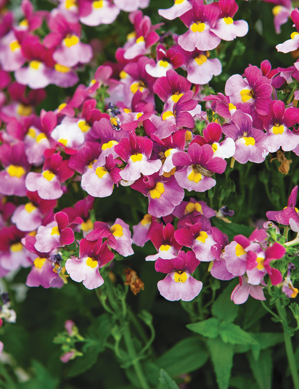 Nemesia Sweet Treats 'Strawberry'