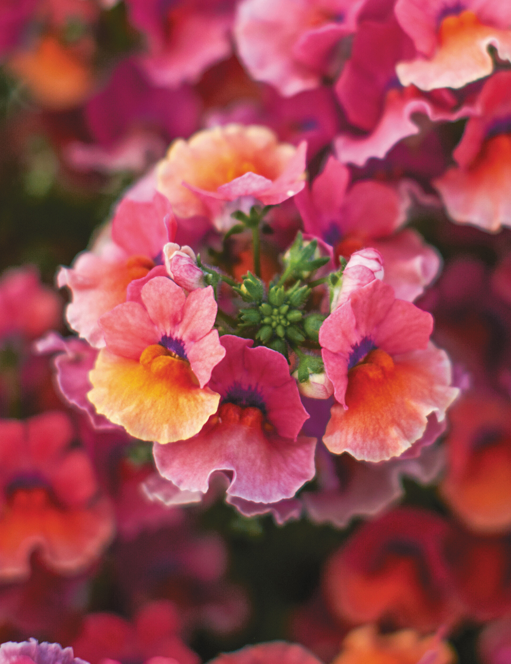 Nemesia 'Nesia Tropical'