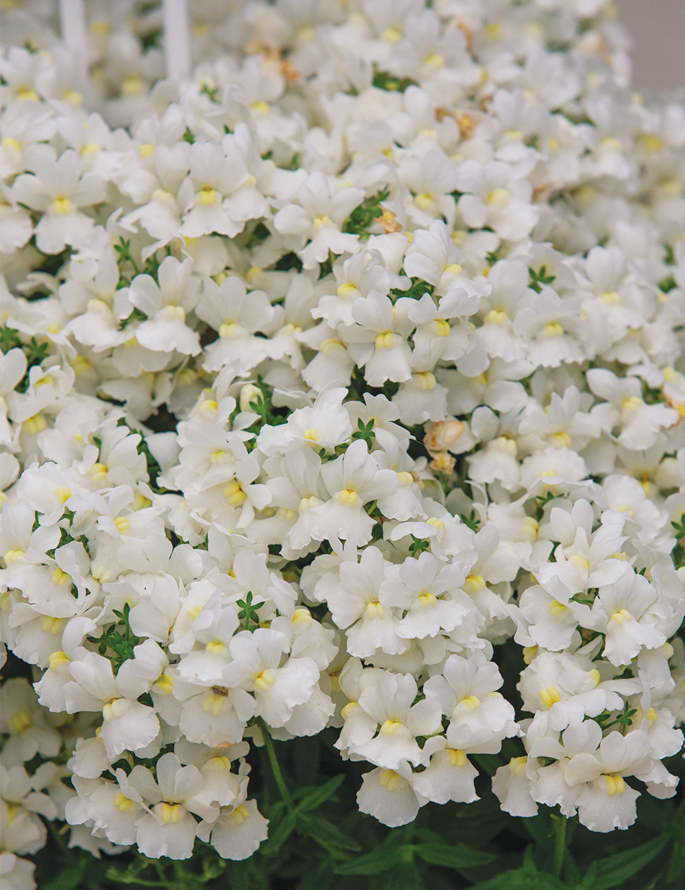 Nemesia Sweet Treats 'Vanilla Slice'