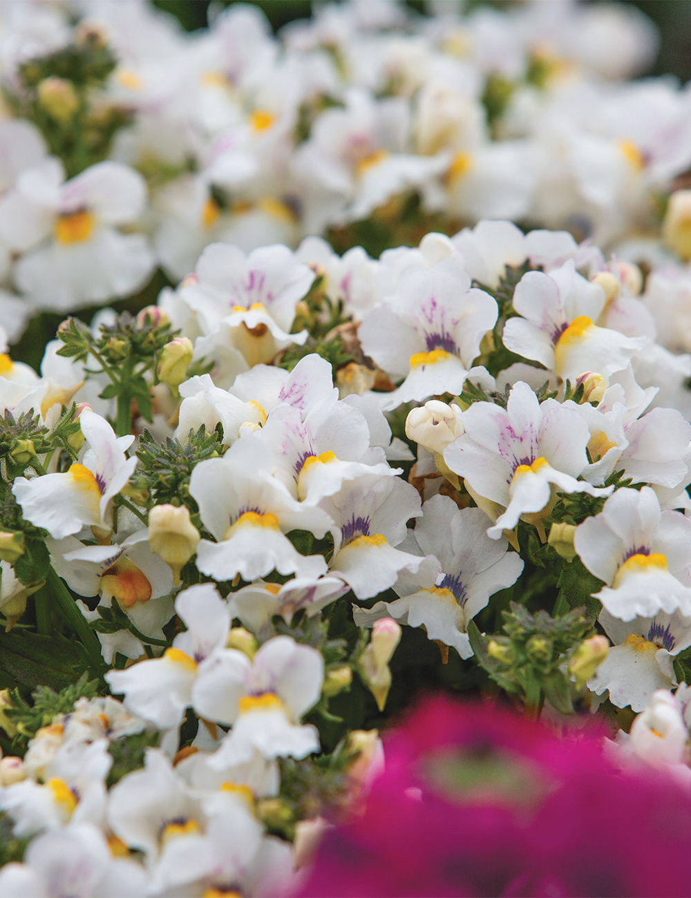 Nemesia Nesia 'Snow Angel'