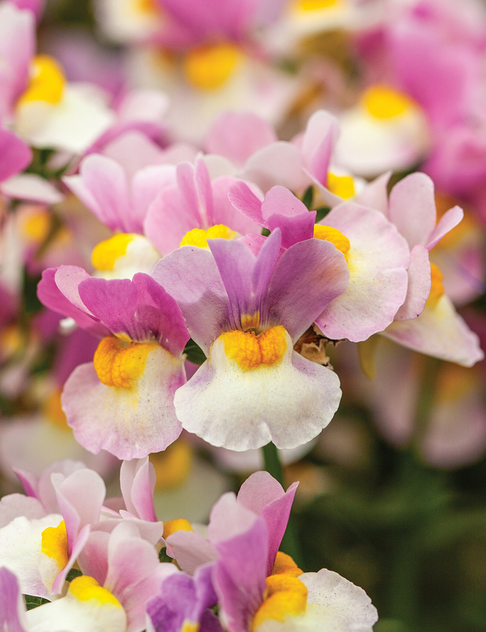 Nemesia 'Yellow Light Pink'